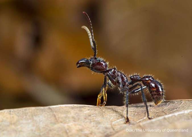 Bullet Ant