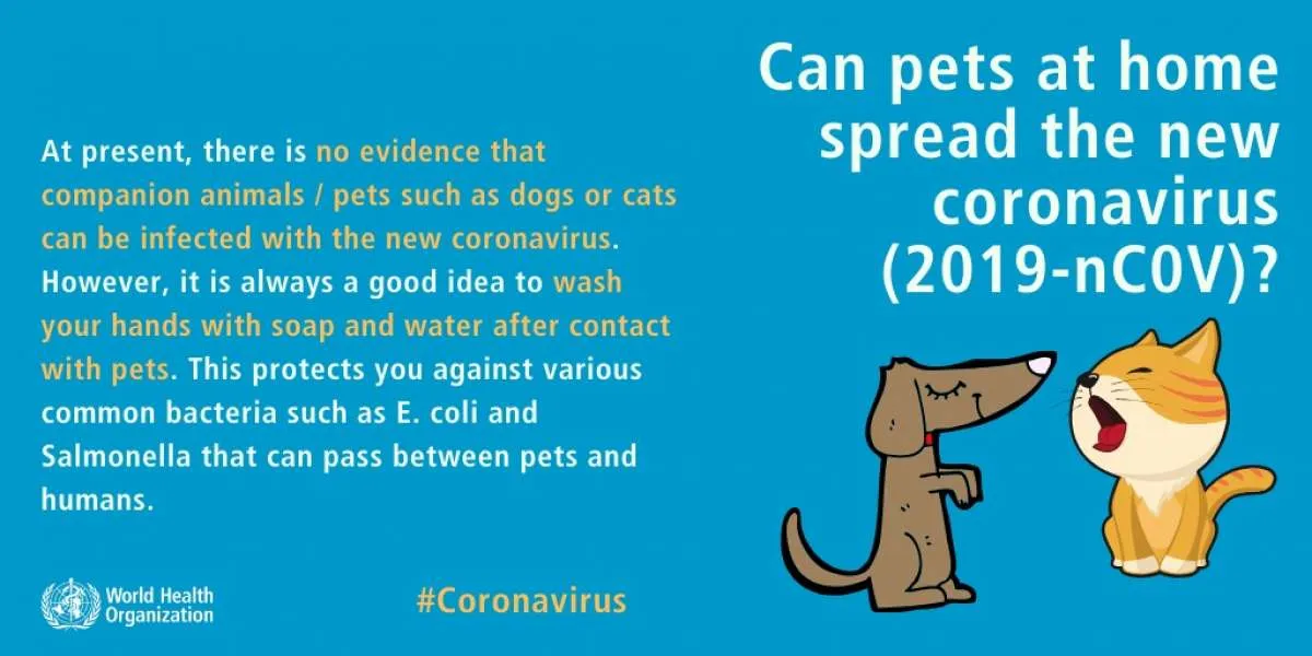 Bisakah hewan piaraan menyebarkan virus corona? WHO menjawab di sini