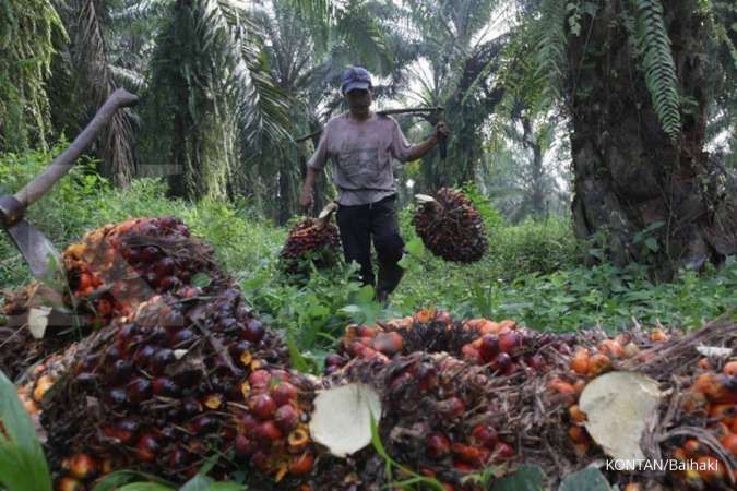 Harga TBS petani kelapa sawit jatuh tersengat penurunan harga CPO global