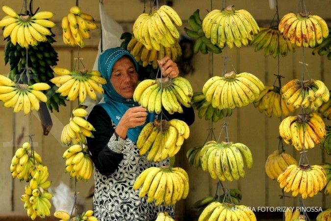 PTPN XII ekspor pisang 18 ton/minggu ke China