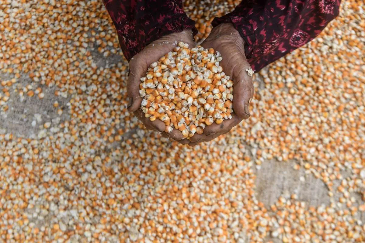 Bapanas Usul Tambahan SPHP Jagung 150.000 Ton untuk Tekan Harga Pakan Peternak