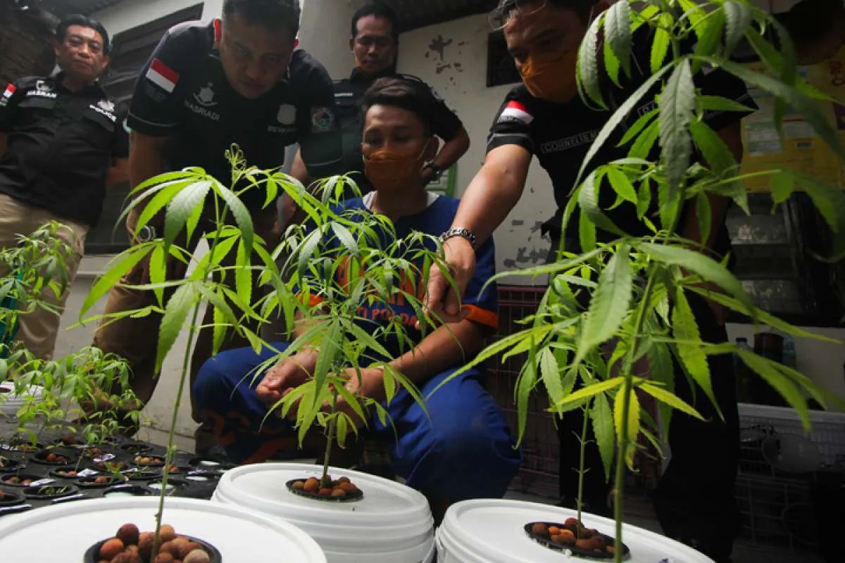 Dibalik kontroversi ganja sebagai tanaman obat, ini kegunaan ganja dalam medis