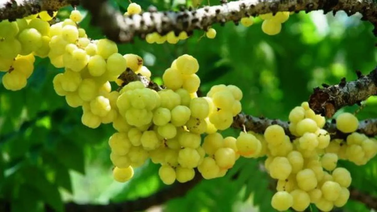 Ini manfaat buah dan daun cermai untuk kesehatan tubuh