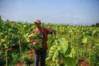 GAPPRI Sarankan Agar Regulasi Tembakau Dipisah dari RPP Kesehatan