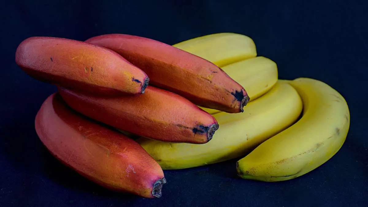 Ada Banyak Manfaat Pisang Merah untuk Kesehatan, Apa Saja?