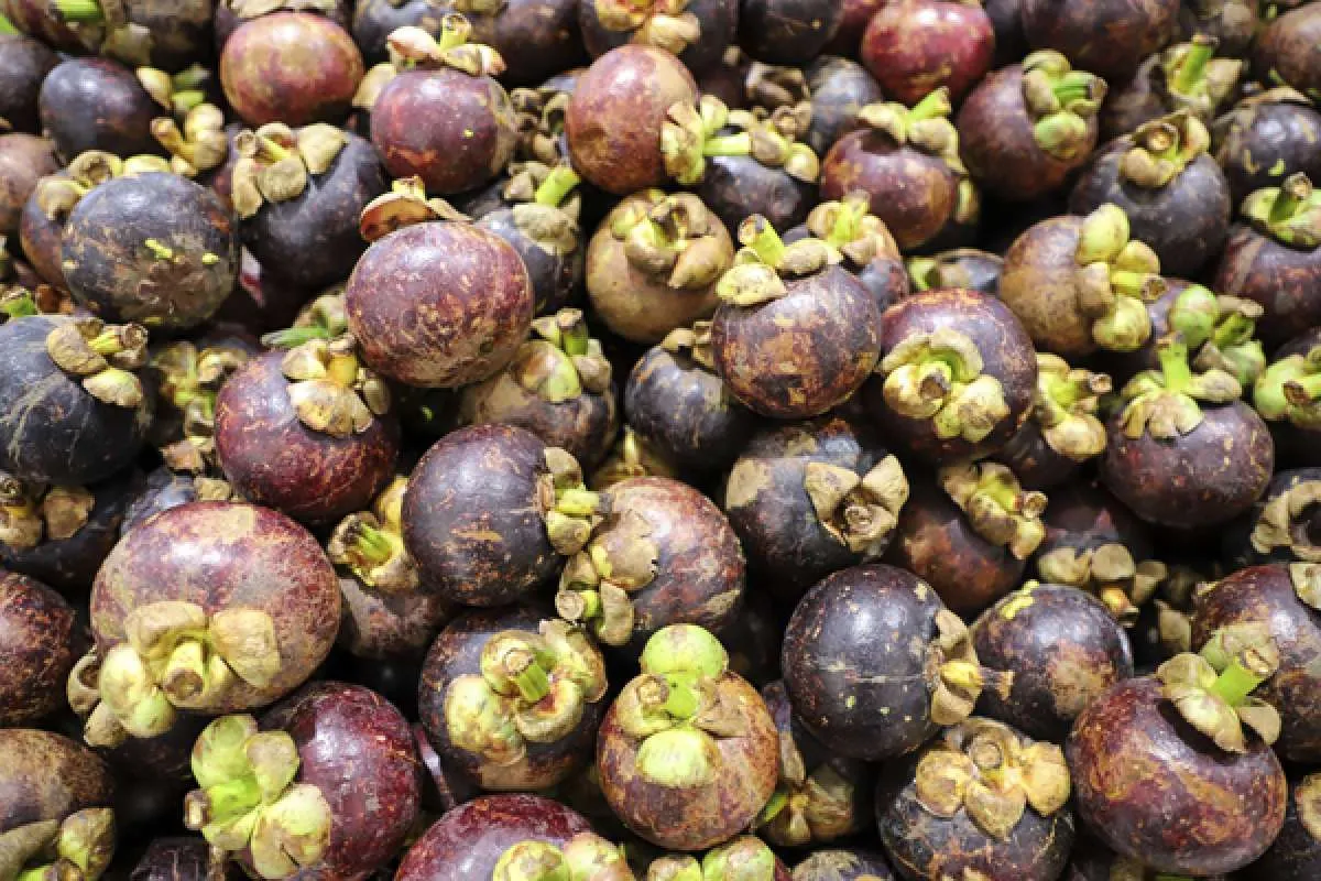 Ini manfaat buah manggis untuk kesehatan yang wajib Anda ketahui