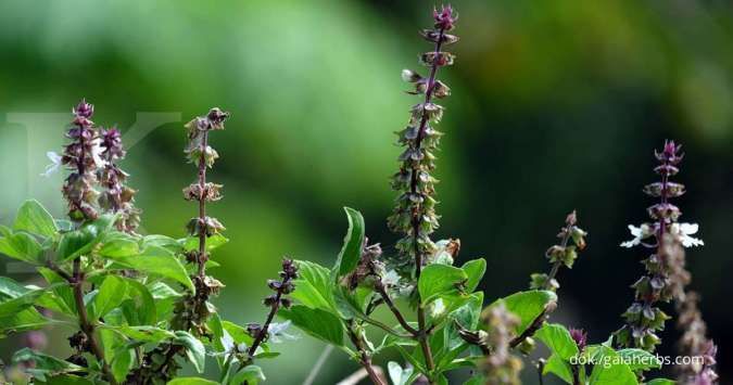 Inilah 4 Manfaat Holy Herb untuk Kulit, Kaya Antioksidan!