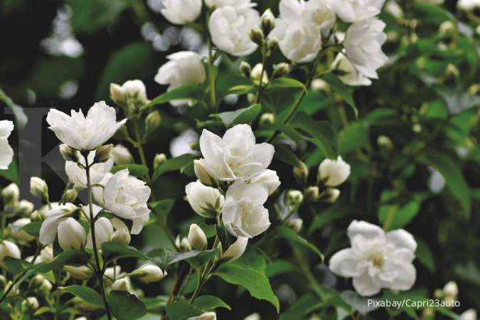 Jenis-Jenis Tanaman Hias Berbunga untuk Mempercantik Pekarangan Rumah