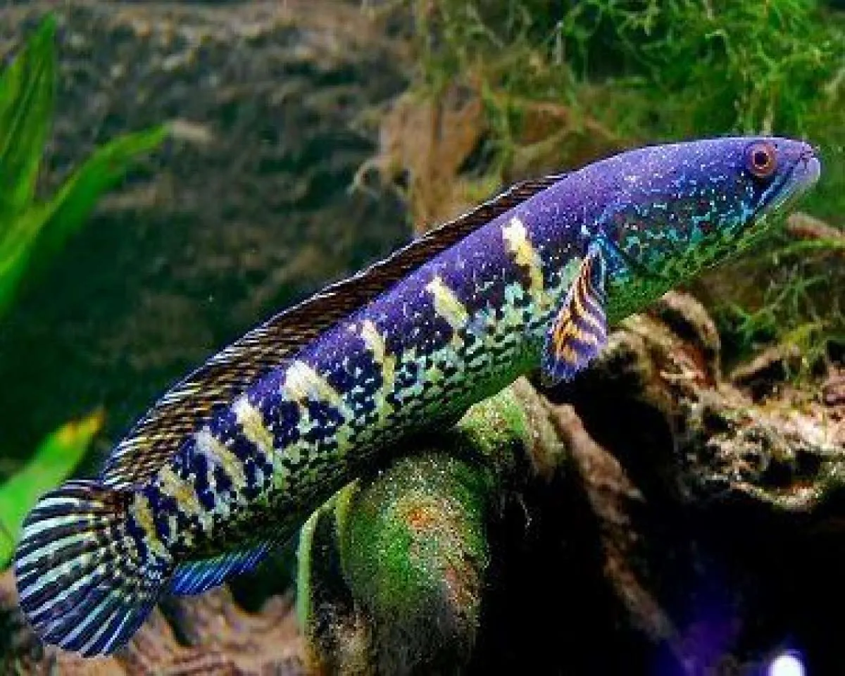 Punya Kepala Seperti Ular, Ikan Channa Jadi Ikan Hias Predator yang Istimewa