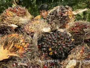 IMPOG Bakal Lansir Kampanye Putih Kelapa Sawit