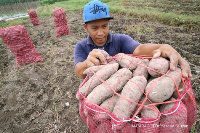 Tanam ubi jalar di lahan tidur, dapat memperkuat produk pangan Indonesia