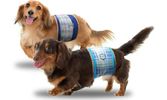 Unicharm Pet Luncurkan Popok Anjing Manner Wear Dukung Simbiosis Manusia & Hewan