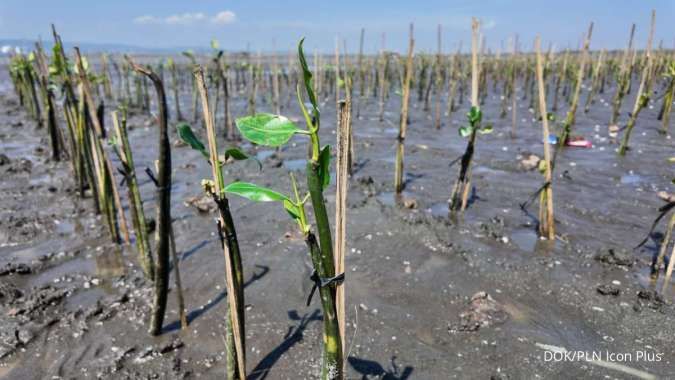 PLN Icon Plus Tanam 2.500 Mangrove, Serap Karbon Setara 7.098,49 kWh Listrik