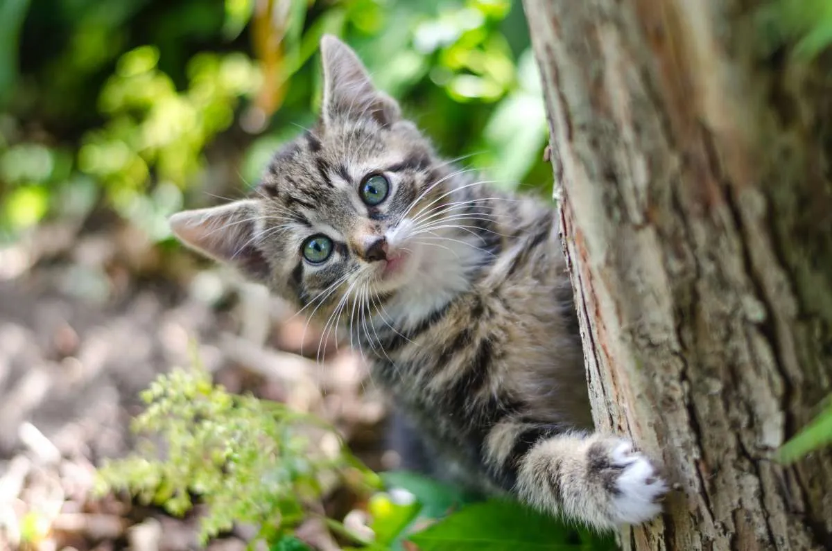 Sederet fakta menarik tentang kucing, kenali hewan peliharaan ini dengan baik
