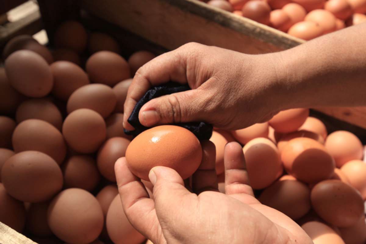 Harga telur ayam di atas harga acuan Pinsar