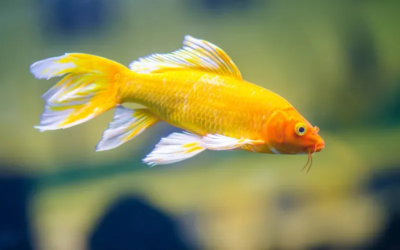 ikan koi pembawa hoki