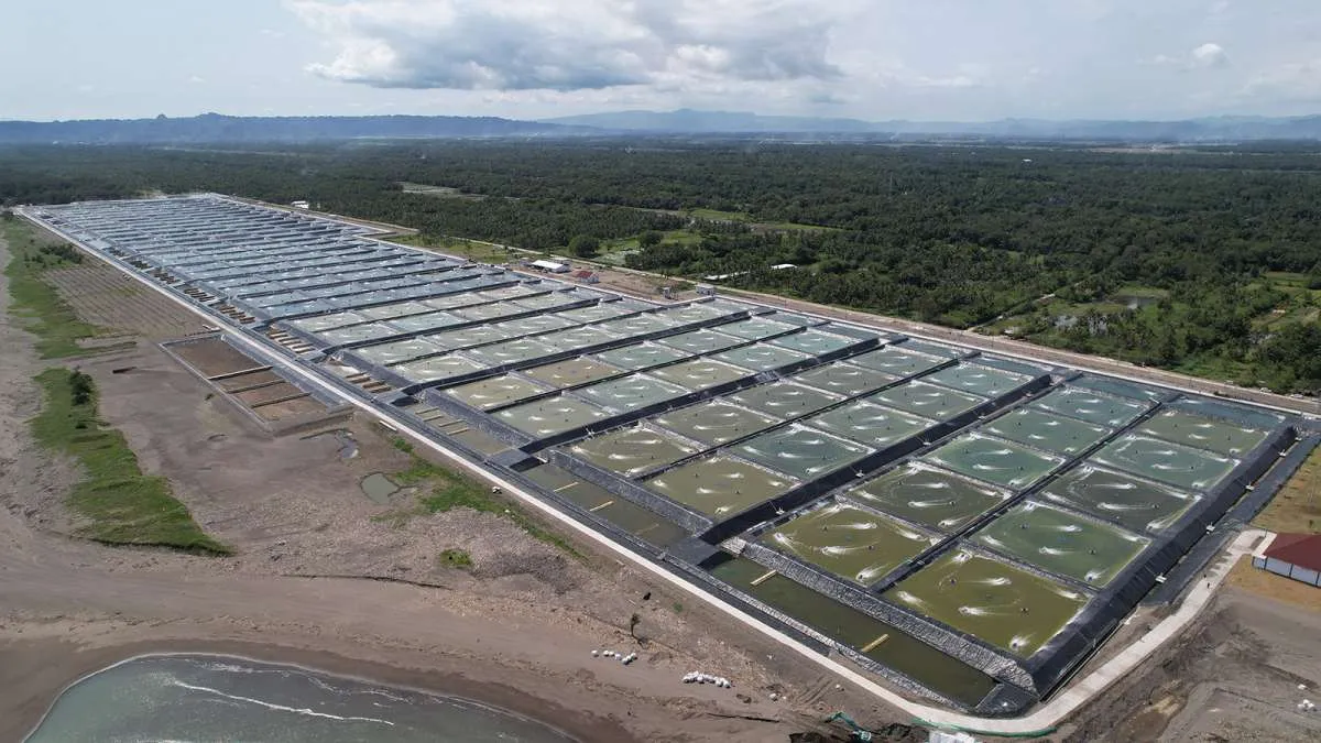 Hasil Panen Udang Jadi Optimal Berkat Tambak Terpadu