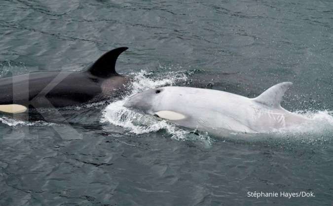 Hanya 5 yang hidup di dunia, paus pembunuh putih terlihat di Alaska
