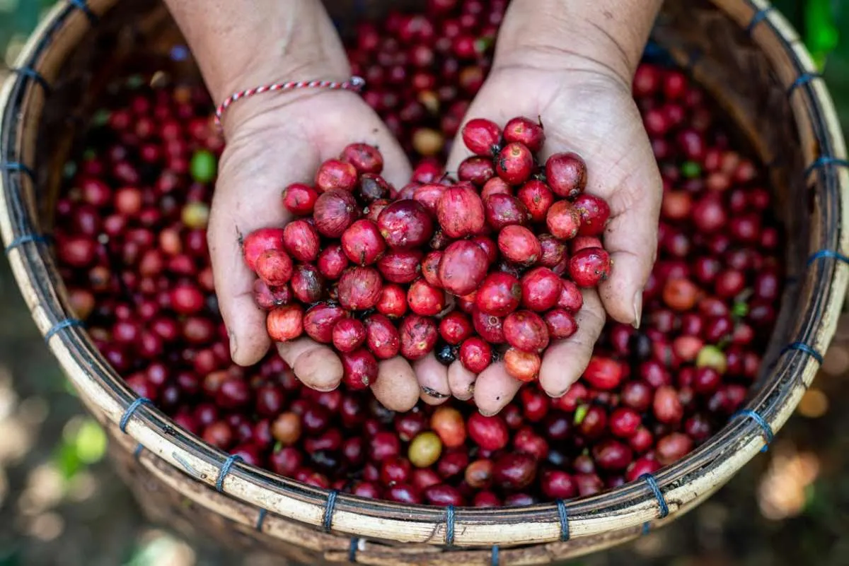 Gandeng Java Mountain Coffee, Investree garap green financing