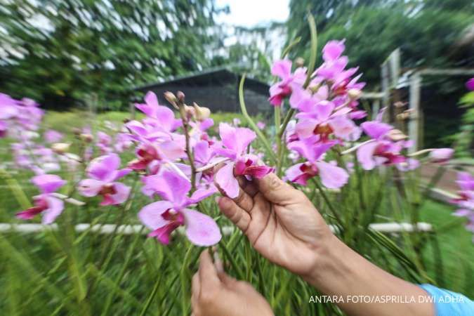 Kesalahan Merawat Anggrek yang Sering Bikin Tanaman Tidak Berbunga