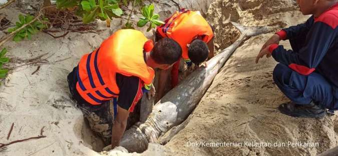 KKP Kuburkan Lumba-lumba Terdampar di Natuna