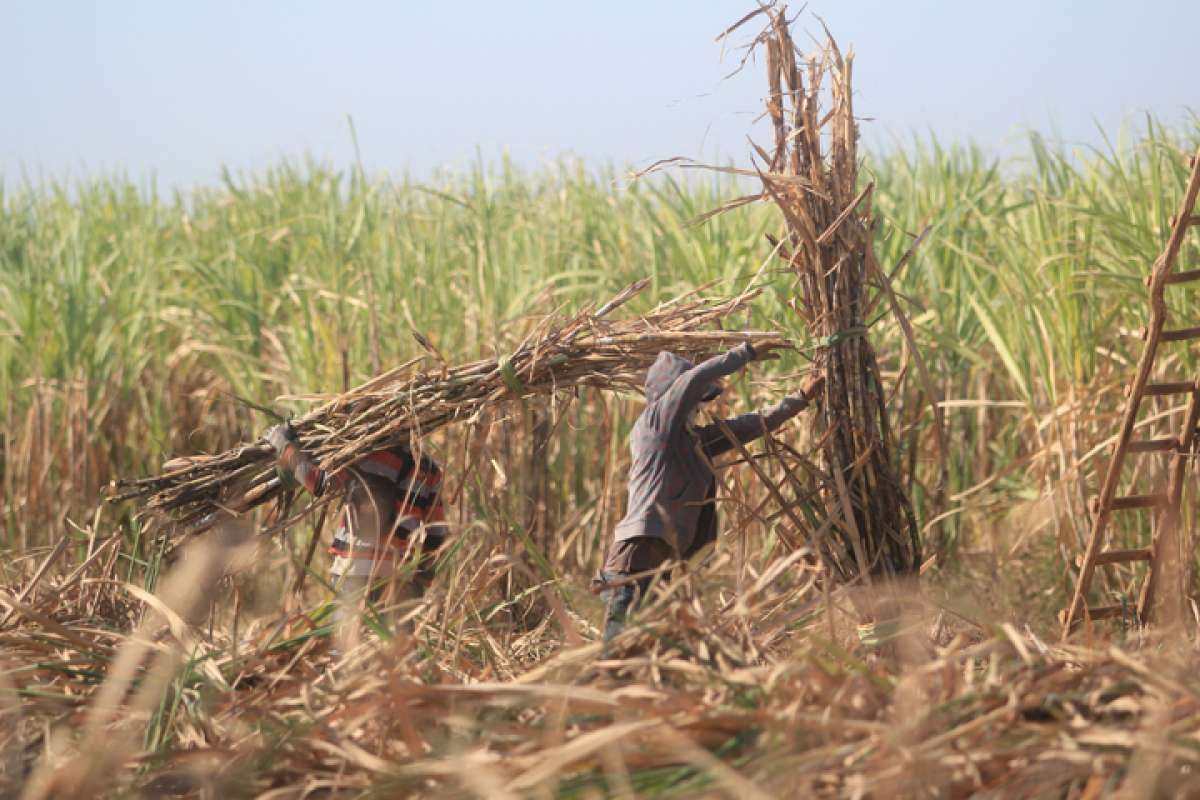 Pemerintah Kerek Harga Pembelian Gula Petani