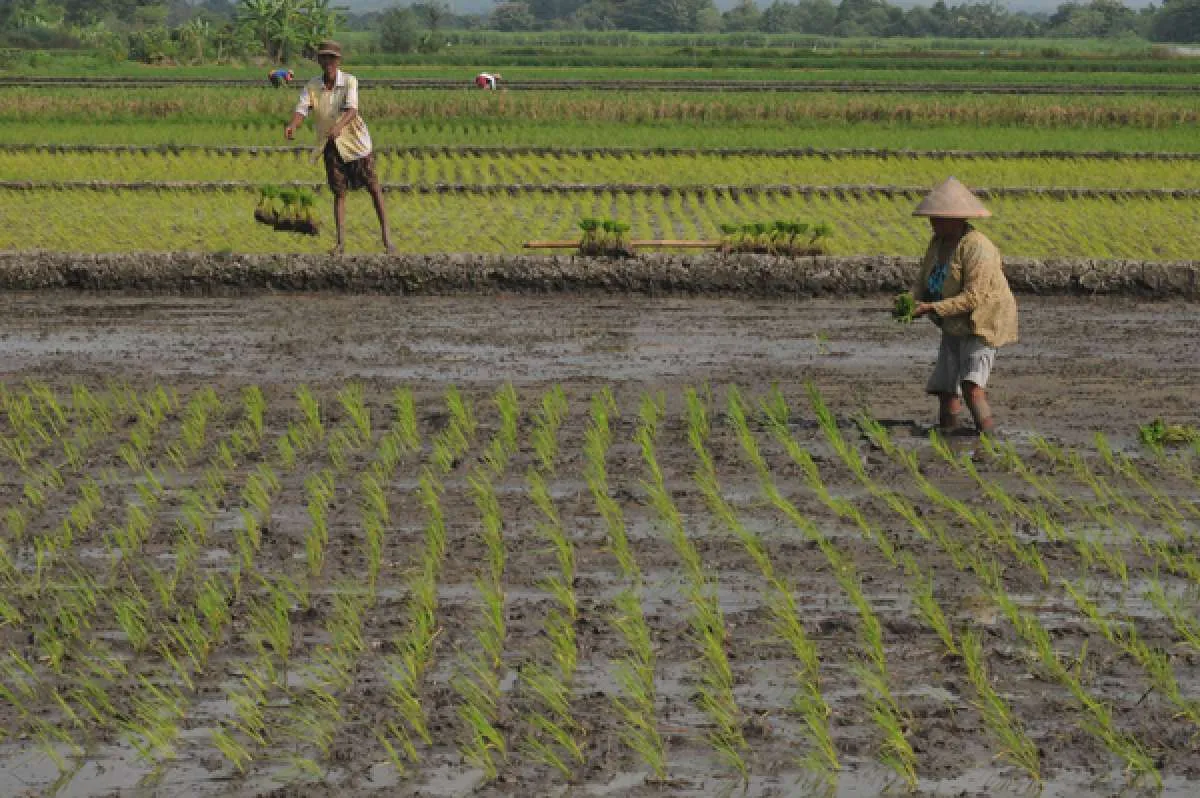 Genjot produksi padi, Kemendes intensifikasi 509.000 ha lahan transmigrasi tahun ini