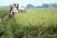 Kementan Dorong Penguatan Produksi dan Akses Pasar di Sektor Pertanian