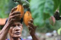 Kinerja Ekspor Kakao Terancam Melandai