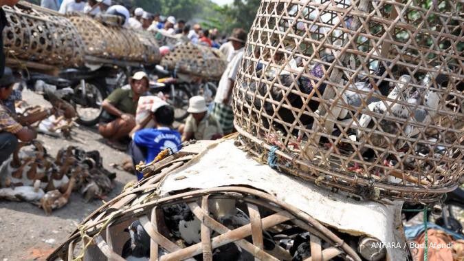 Kasus flu burung Indonesia terbanyak di dunia