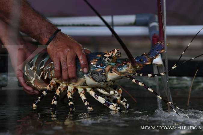 Larangan ekspor benih lobster dicabut, Faisal Basri: Sudah gila itu! 