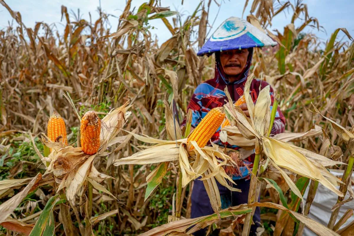 Nilai Tukar Petani Naik Menjadi 124,05 Pada November 2025