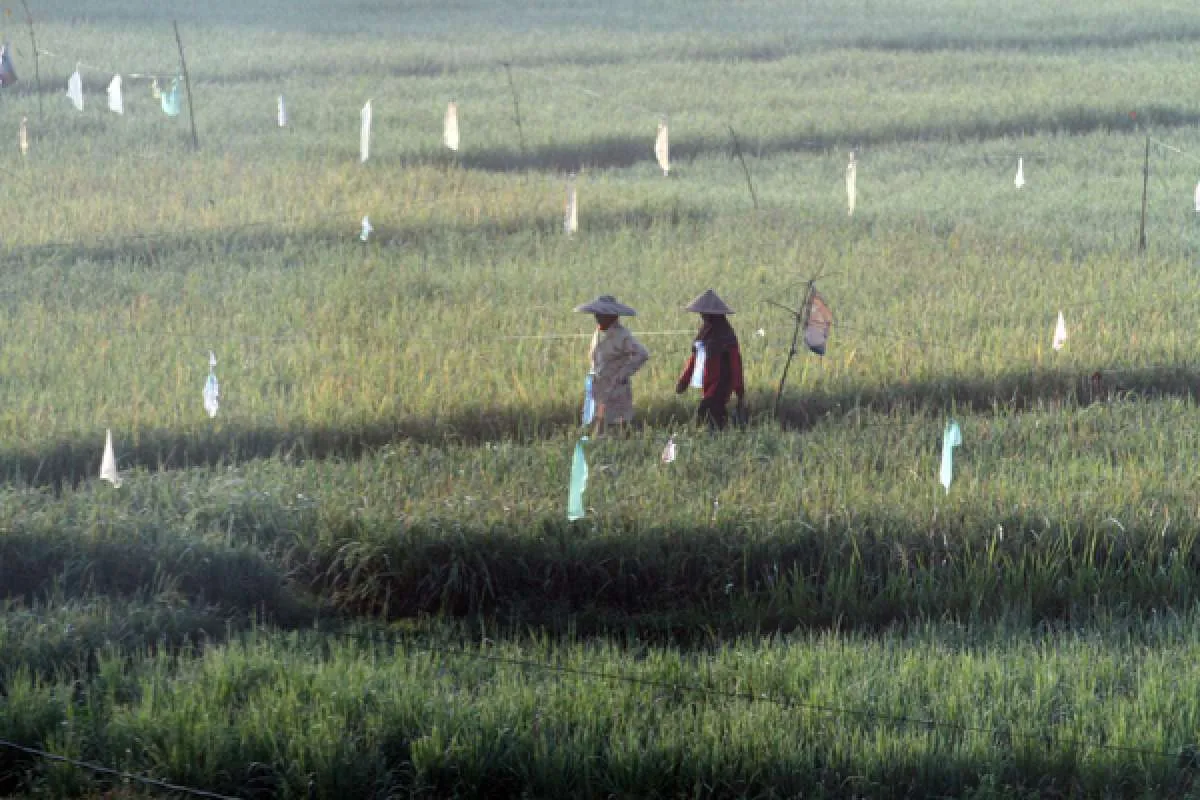 PDB Per Kapita Naik, Pemerintah Tetap Perlu Perhatikan Tingkat Ketimpangan