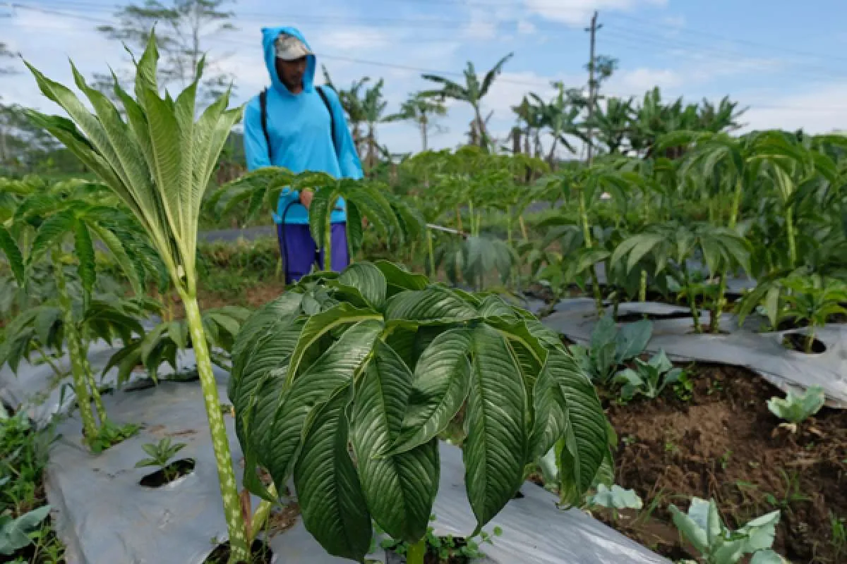 Anggota DPR ini dukung Kementan bekali petani lewat Bimtek