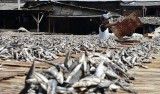 Ancaman Tersembunyi bagi Kesehatan, Ini 4 Bahaya Ikan Asin yang Wajib Diwaspadai