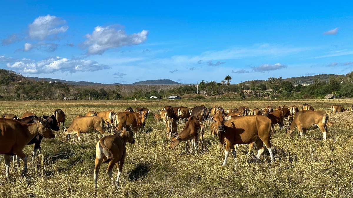 Melihat Potensi Ekonomi Kabupaten Timor Tengah Selatan