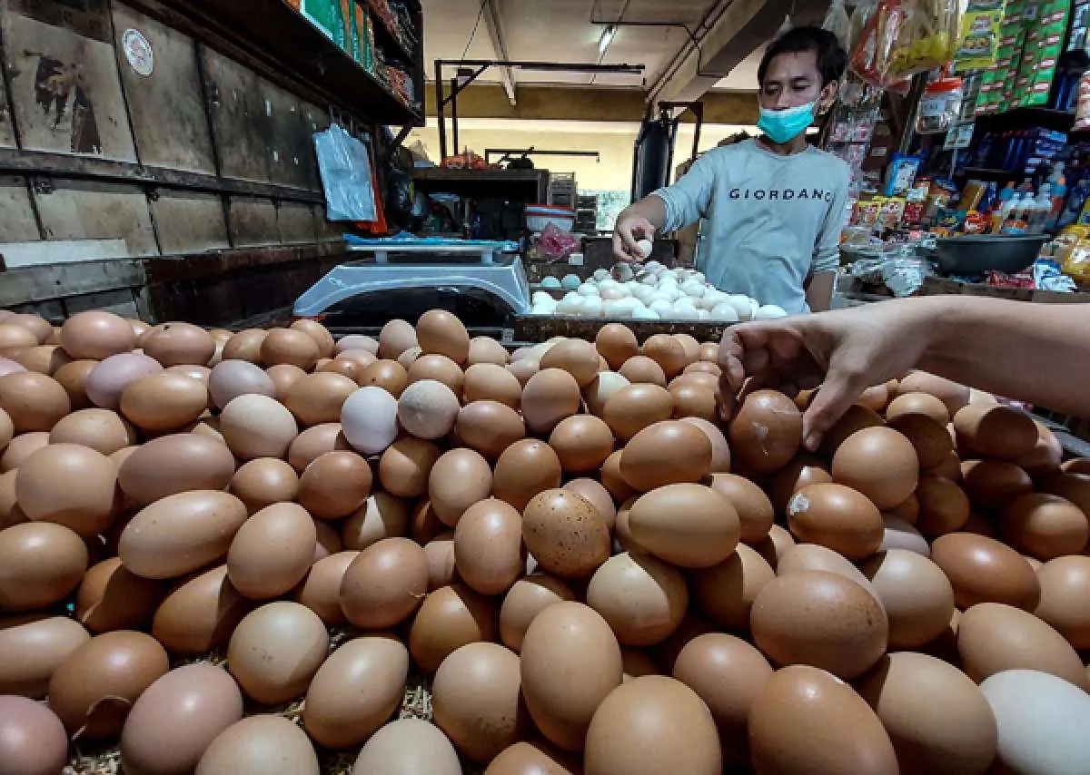 Begini Cara Sederhana Memilih Telur yang Baik dan Berkualitas