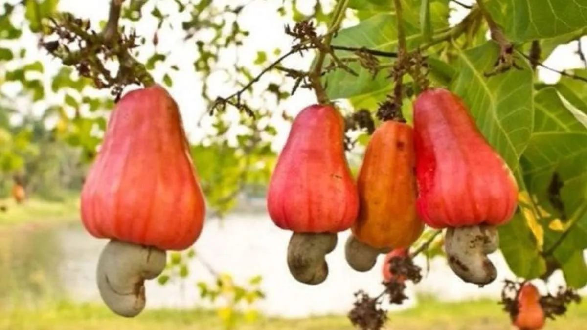 8 Manfaat Jambu Mede Untuk Kesehatan yang Jarang Diketahui