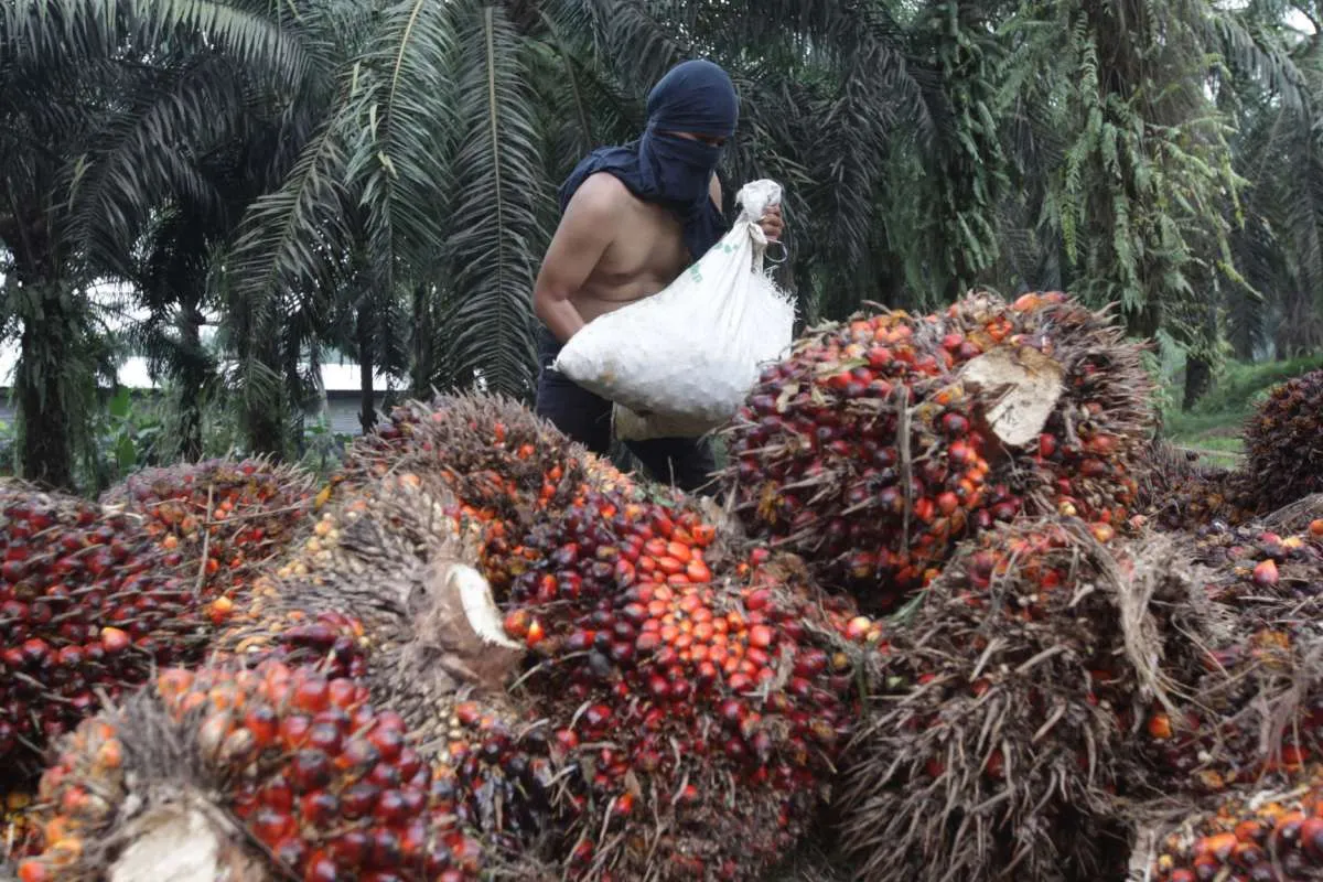 Diduga alami kerja paksa, mayoritas pekerja FGV Holdings berasal dari Indonesia