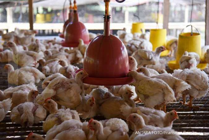 Kementerian Perdagangan Dukung Rencana Ekspor Ayam ke Singapura