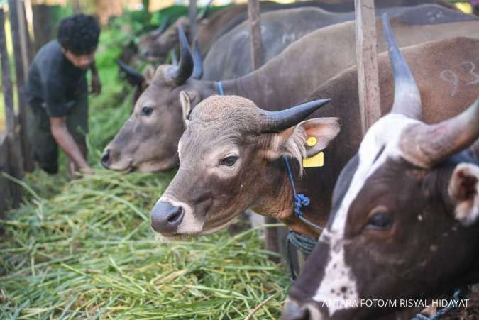 Kebutuhan hewan kurban di Kalimantan Timur
