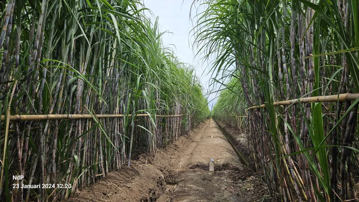 PTPN Group Sumbang 50 Persen Kenaikan Produksi Gula Nasional Tahun 2024