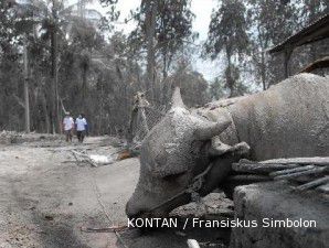 Pendataan hewan ternak korban Gunung Merapi hingga 14 November