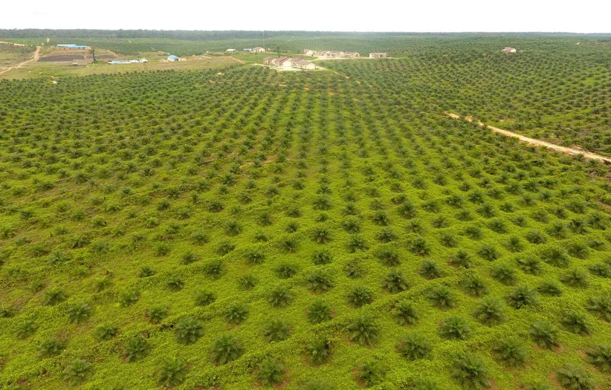 Bakal Lakukan Buyback, Sumber Tani Agung Resources (STAA) Anggarkan Rp 200 Miliar