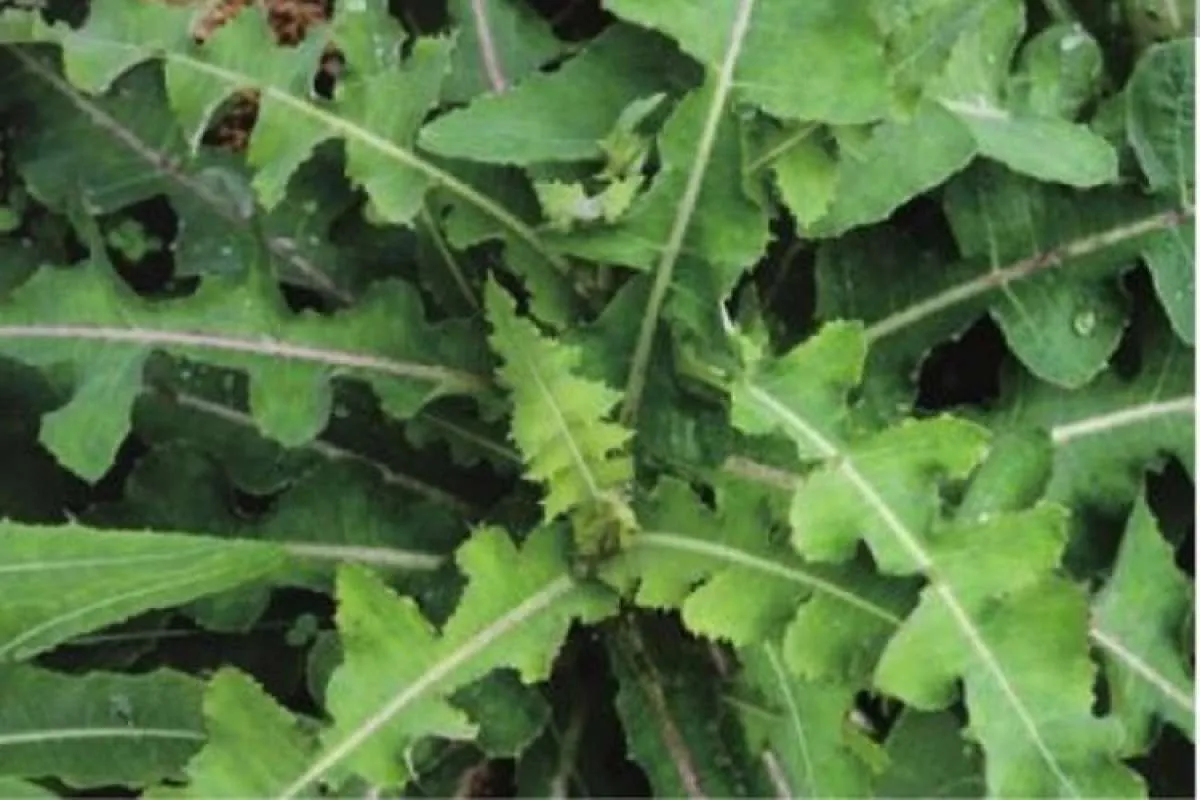 Manfaat tempuyung untuk kesehatan: mengobati asam urat sampai batu ginjal