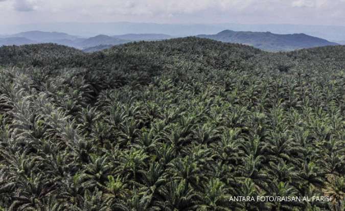 Palm Co, Anak PTPN Berniat IPO Dengan Target Dana Rp 8 Triliun di Kuartal IV 2023