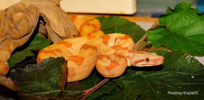 Ingin Pelihara Reptil? Perhatikan Hal-Hal Ini Sebelum Memeliharanya 