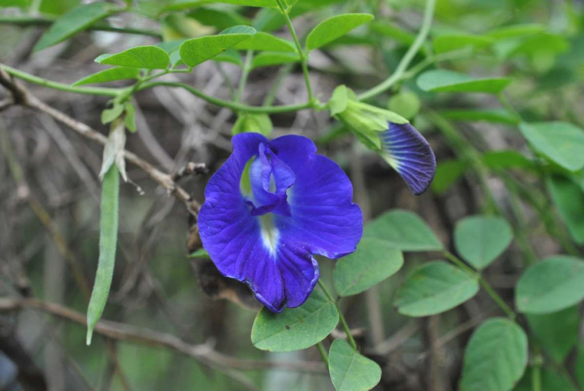 Bisnis Menjanjikan si Bunga Telang