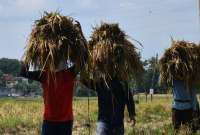 Hasil Panen Tak Sesuai Ketentuan HPP Bikin Harga Gabah di Tingkat Petani Anjlok