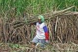 Petani Tebu Desak Revisi Aturan Impor